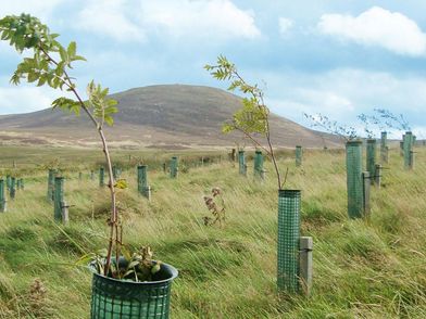 Carbon capture through tree plantings