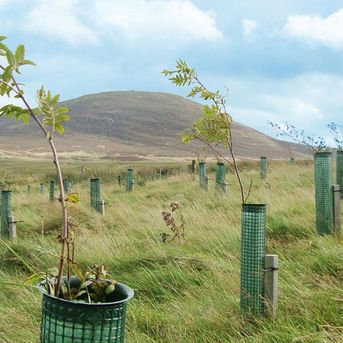 BWOC reforestation project