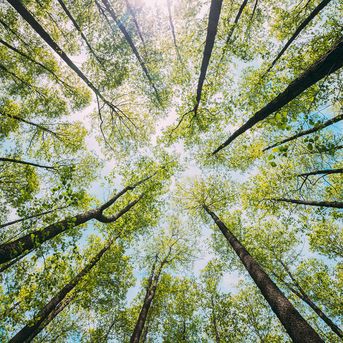 Tree-Nation reforestation project
