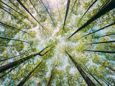Mabanaft collaborates with Tree-Nation for global reforestation project
