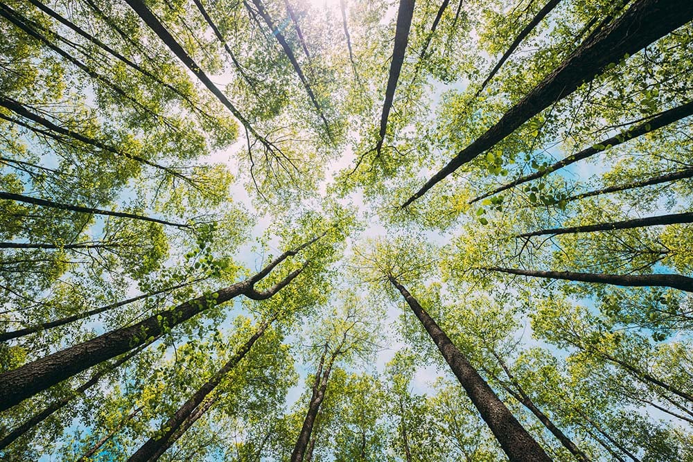 forest-adst168841831