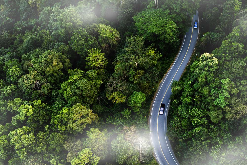 green-forest-adst-1876269605
