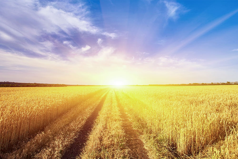 Sonnenuntergang über einem Kornfeld