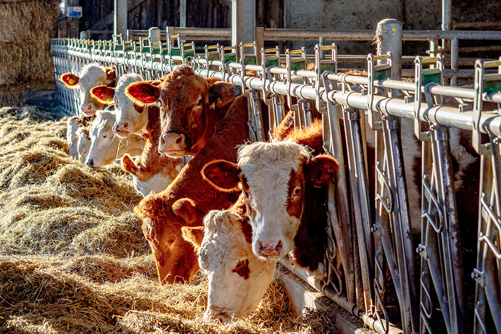 Agricaltural businesses