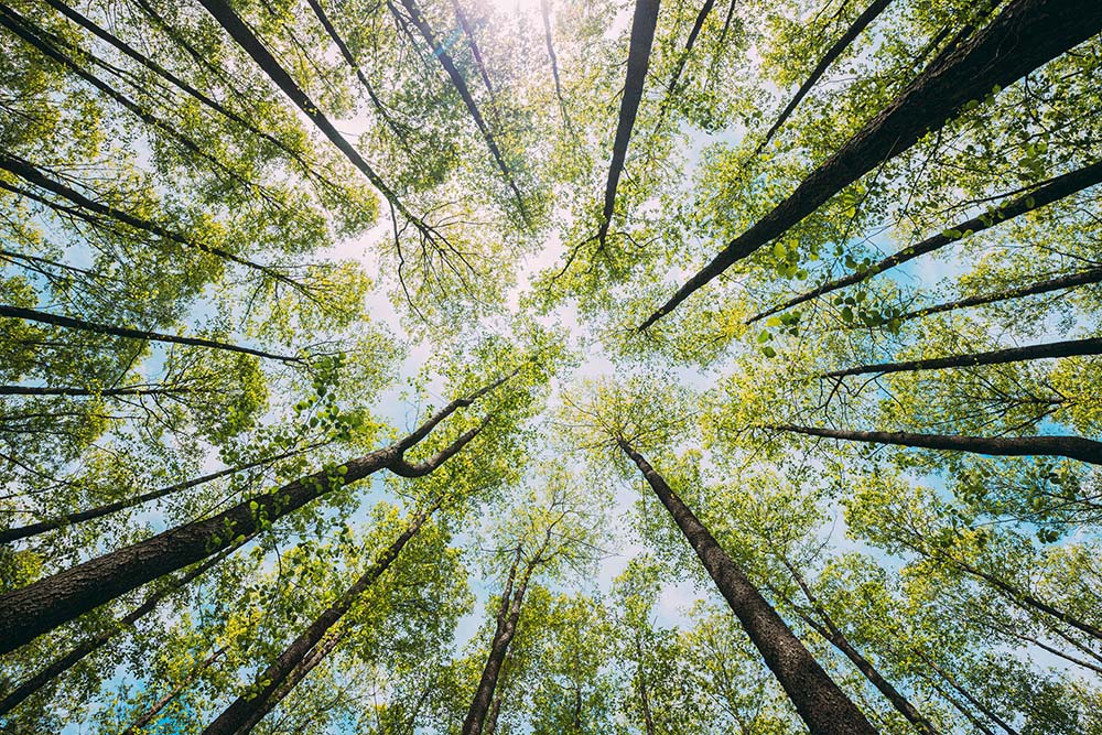 forest-adst168841831