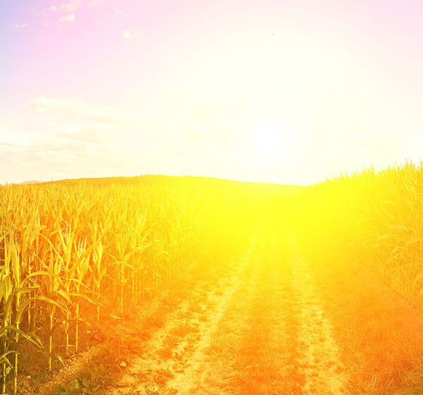 Bioenergy_hydrogenated_vegetable_oil_HVO_field