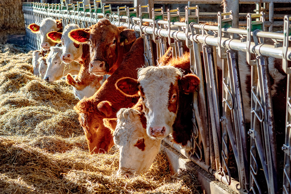 Landwirtschaftlicher Betrieb mit Heizölversorgung für Stallungen und Wohnhaus